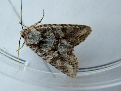 Brindled Green